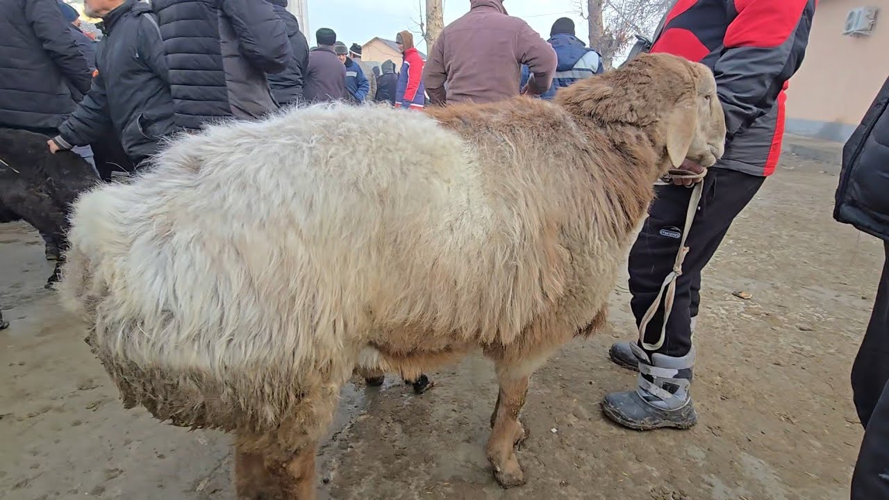 SAMARQAND PASTDARGOM JUMA QUY BOZORI 