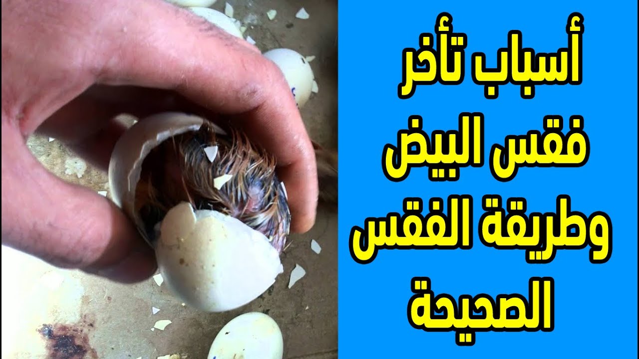اسباب تأخر فقس البيض وازاي تخلي البيض كله يطلع من غير اي مشاكل ويكبر ويبقى انتاجه عالي بهذه الطريقة