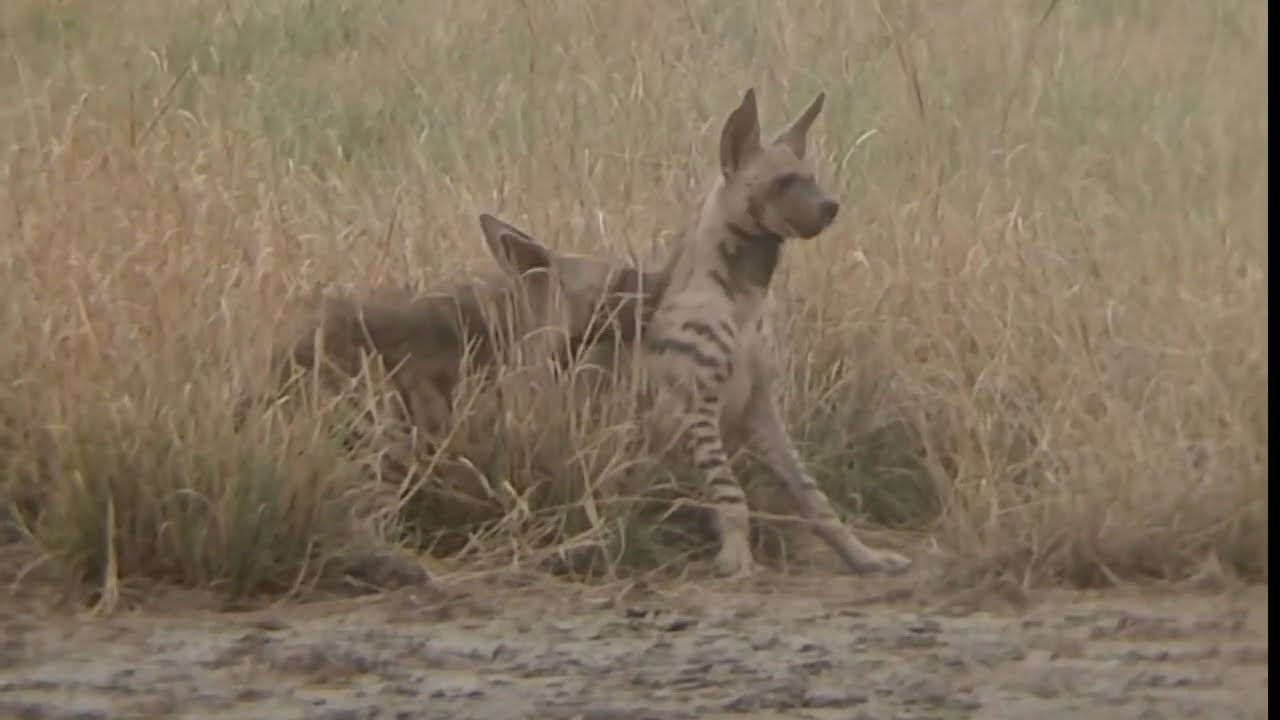Young Striped Hyenas: Guardians of the Velavadar Ecosystem