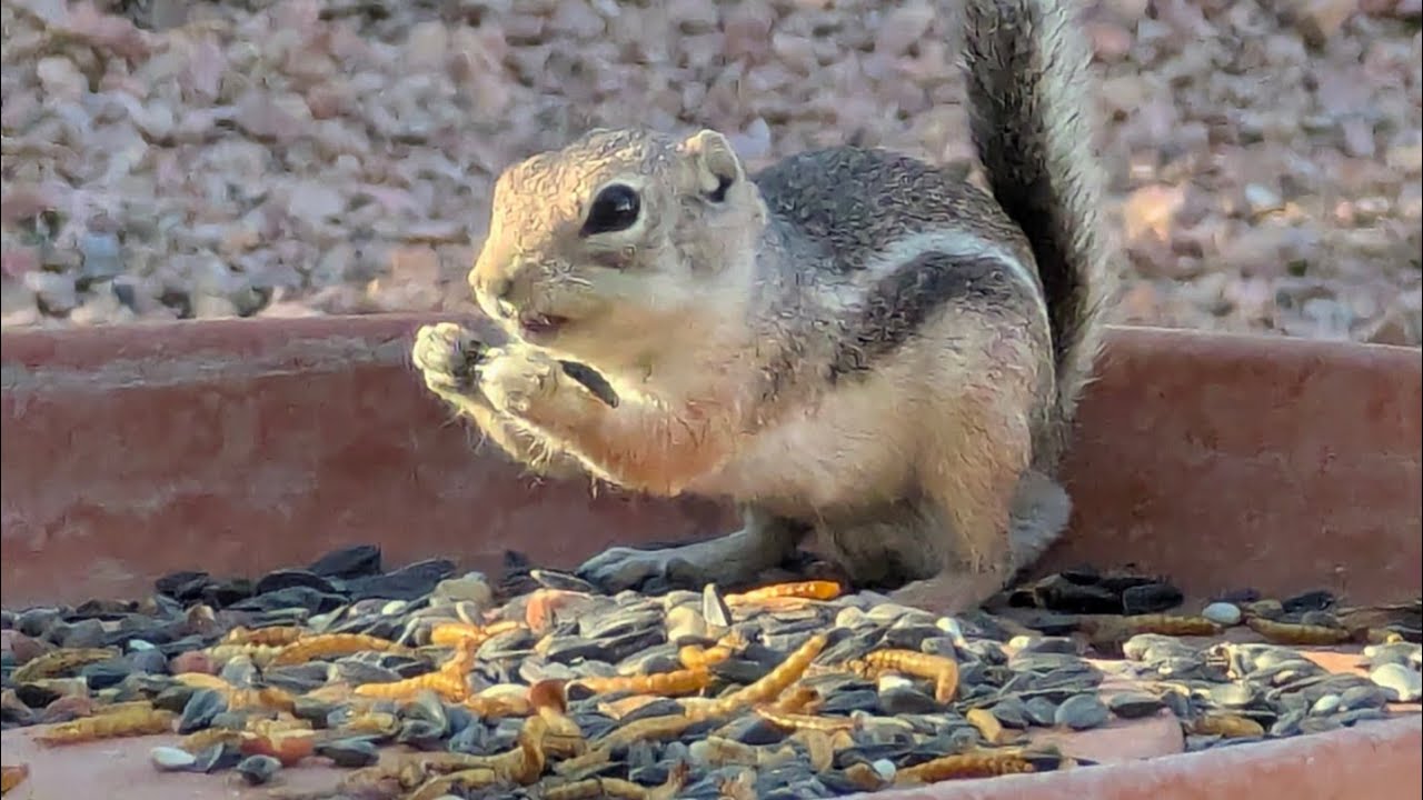 MOJAVE DESERT:LIVE:) LOTS OF BIRDS AND SQUIRRELS:) NATURE SHOW #mojavedesert#nature#squirrels#birds