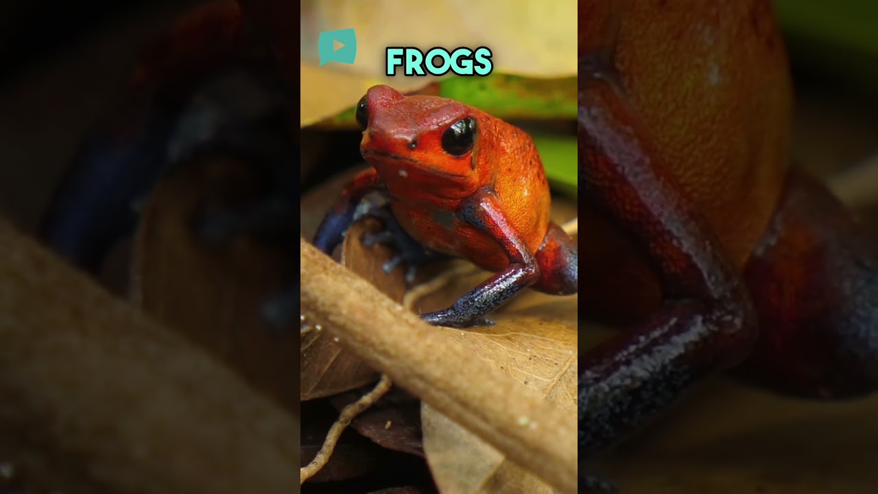 Explore Costa Rica's stunning nature with its diverse wildlife 🌿🐒