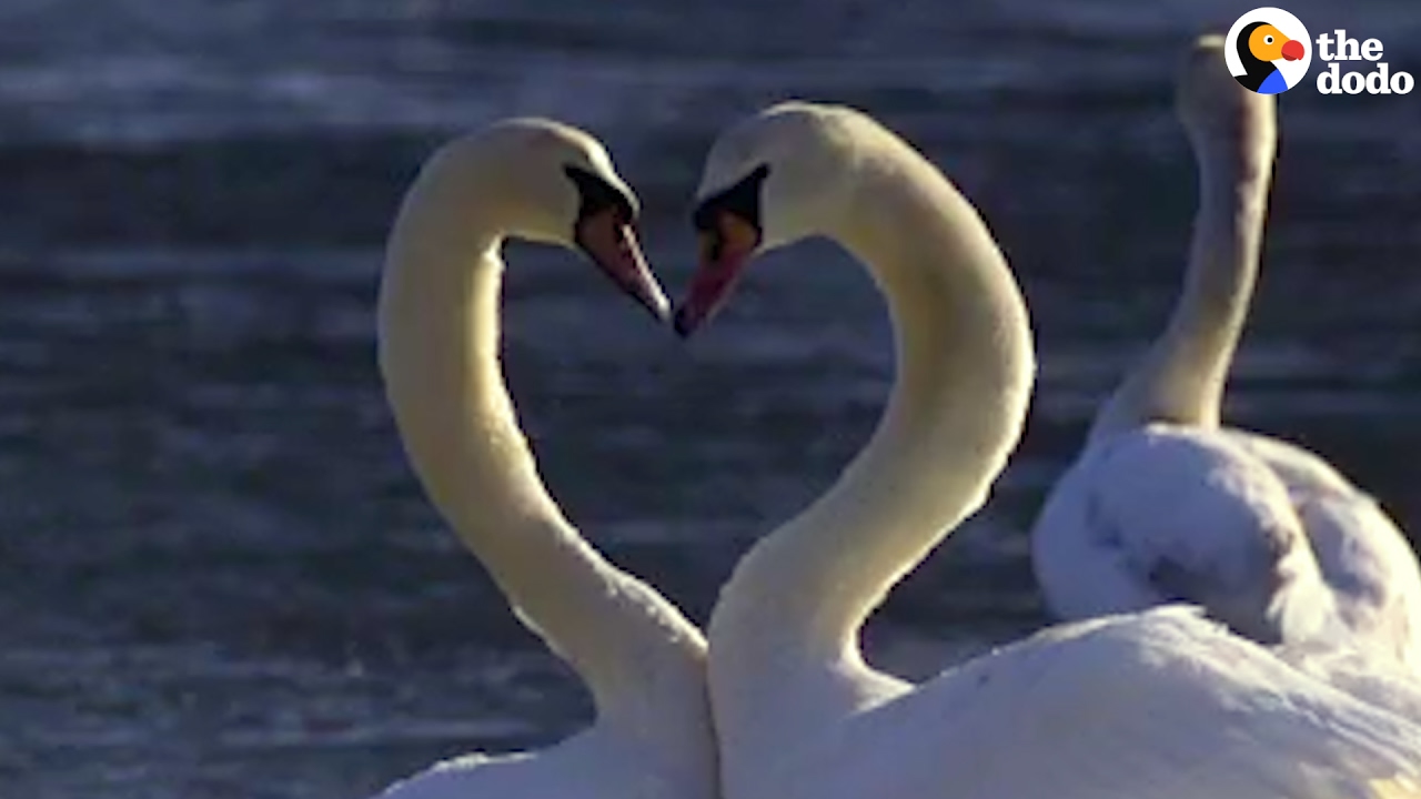 Animals Who Mate For Life | The Dodo