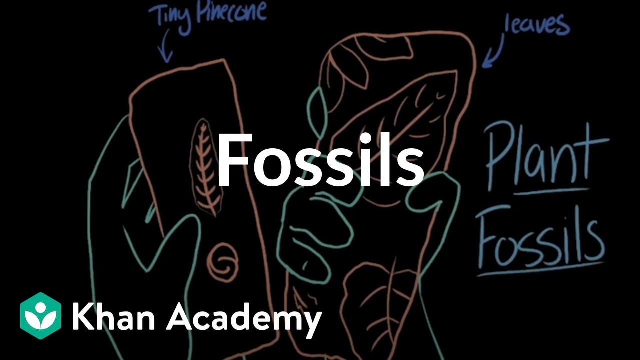Fossils | Evolution | Middle school biology | Khan Academy