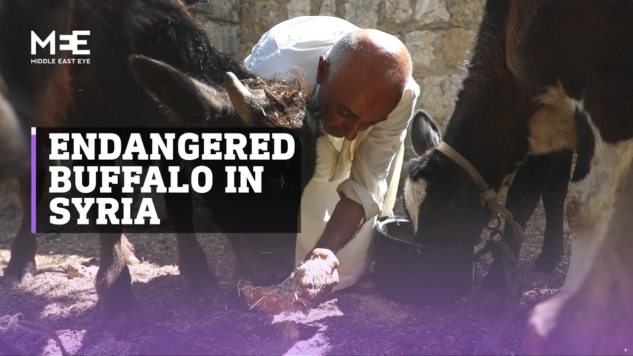 Water buffalo endangered in Syria