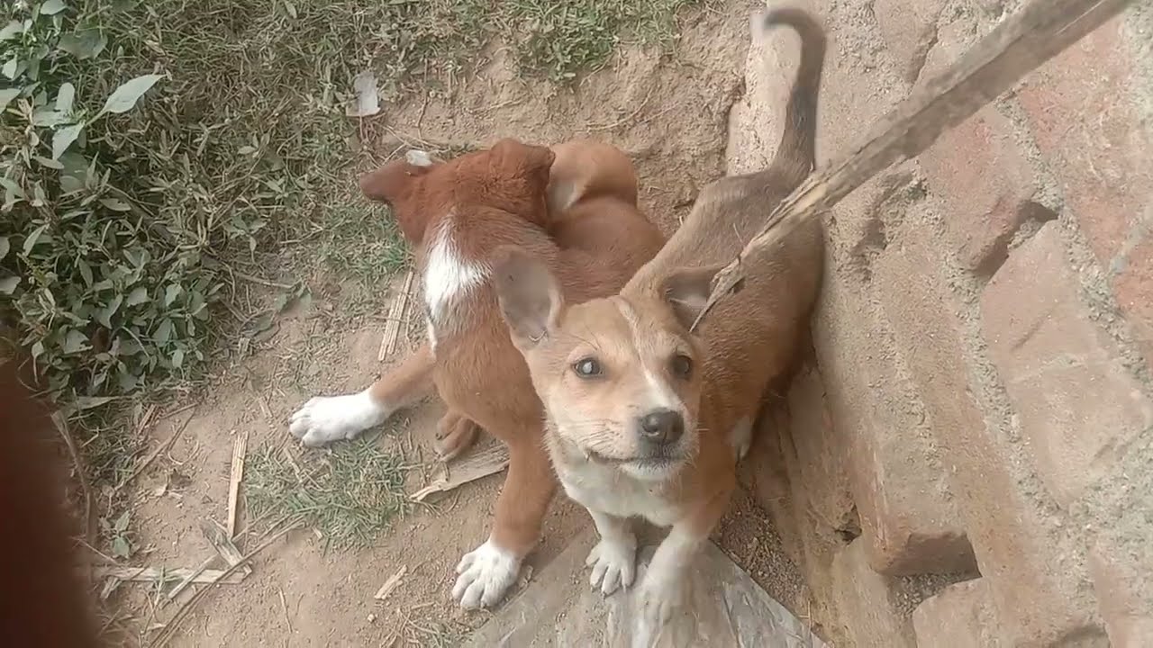 Rescue Dog Sheru Ko Lena Fake Owner  Ban Kar Aaye😡Fraud L ...