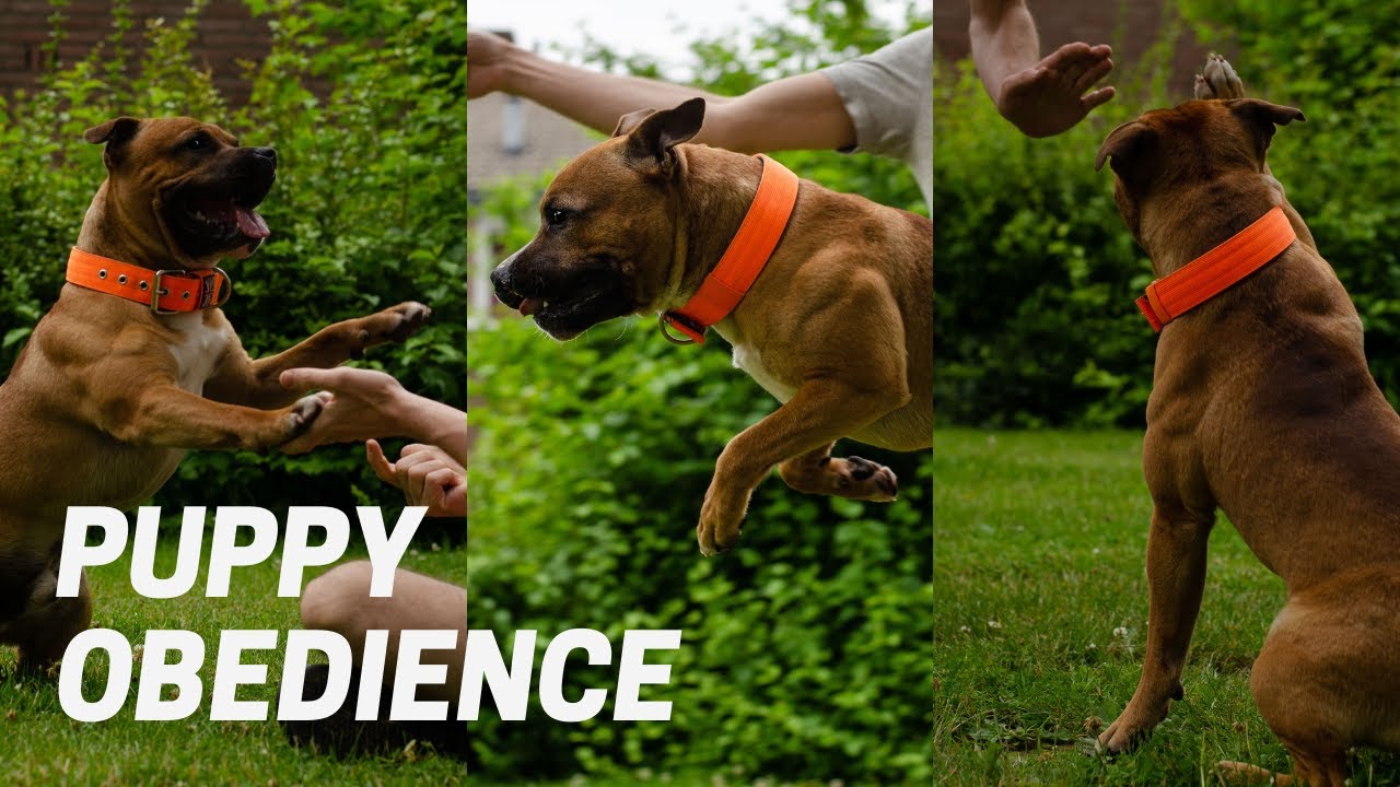 Obedience at 9 months old - Staffordshire Bull Terrier