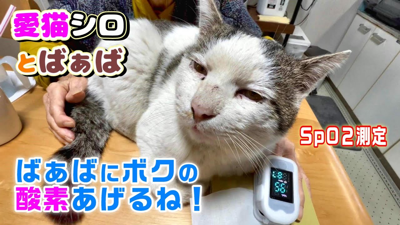 【愛猫シロの看護】ばぁばのSpO2を見守るシロが「ボクの酸素あげるね！」と寄り添う瞬間【オリジナル曲】