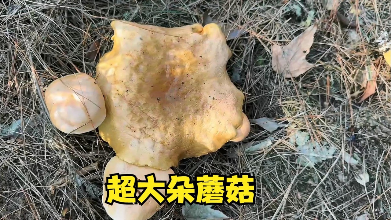 雨锅上山找蘑菇，可惜去晚了，一大片一大片的蘑菇都烂在山上了