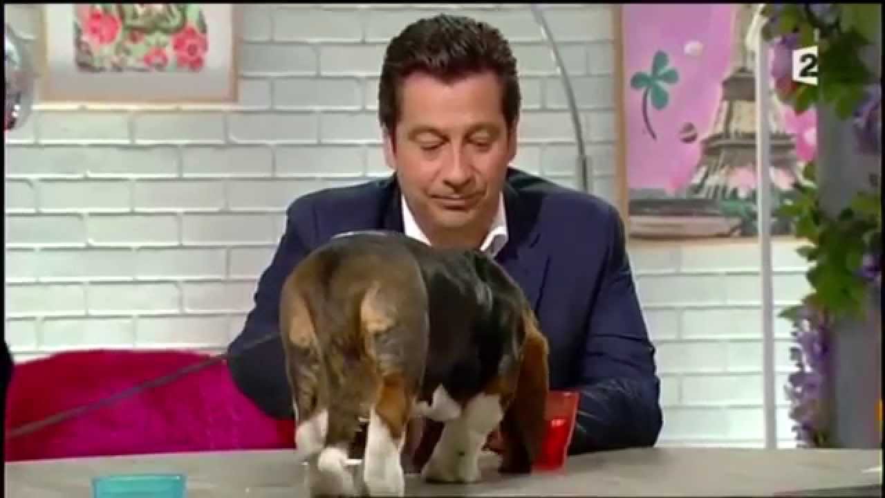 Comment ca va bien du 03/11/2014 Atchoum le basset