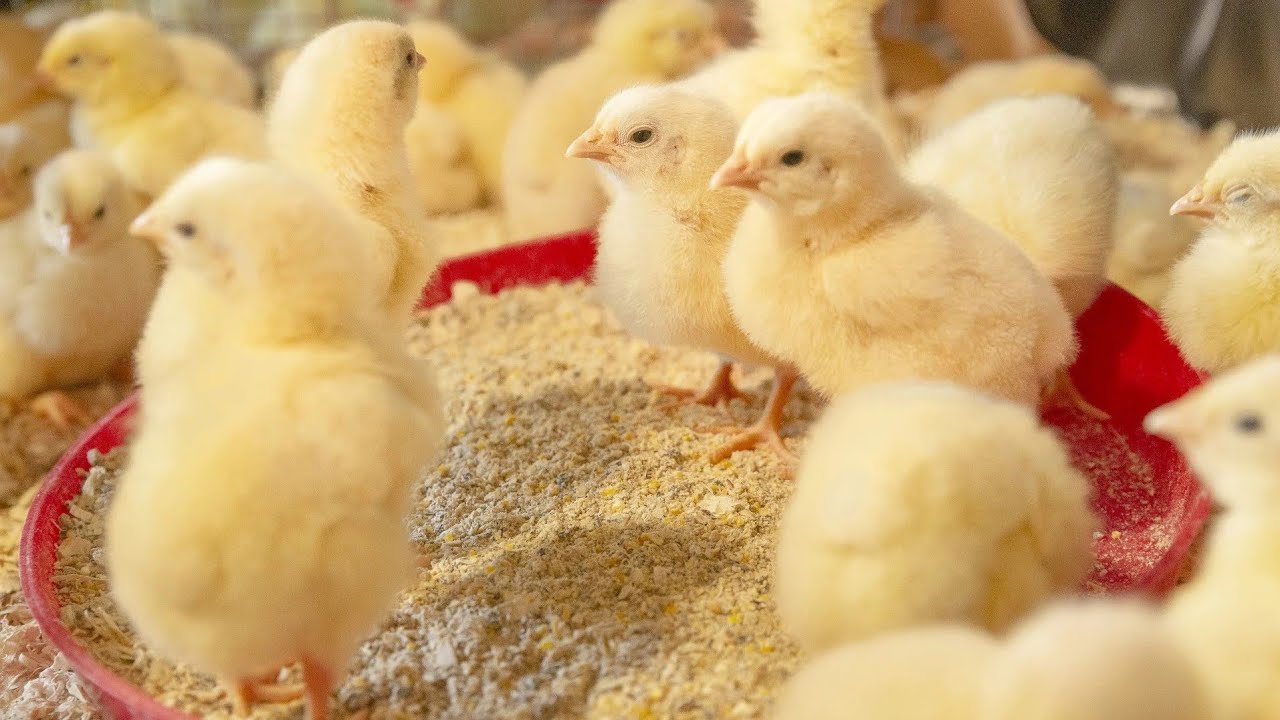 How to raise broilers for beginners (from Start to Finish) all you need to know