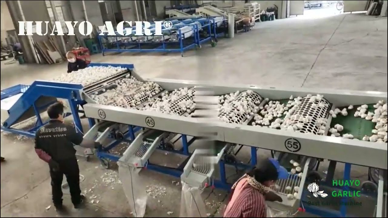 HGB-8 Garlic Bulb Sorting Grading Machine to Grade Bulb with 6 sizes automaticlly