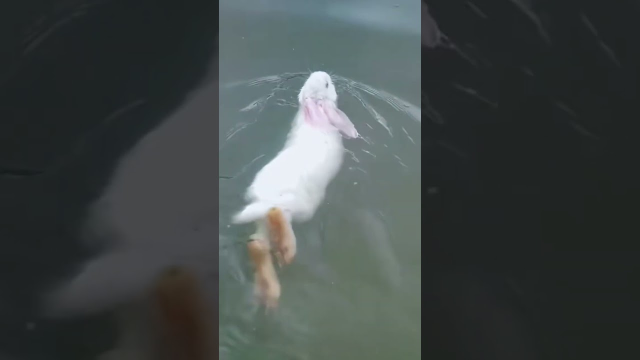 Ich wusste nicht dass Kaninchen schwimmen k&ouml;nnen! #rabbit #ostern #swimming