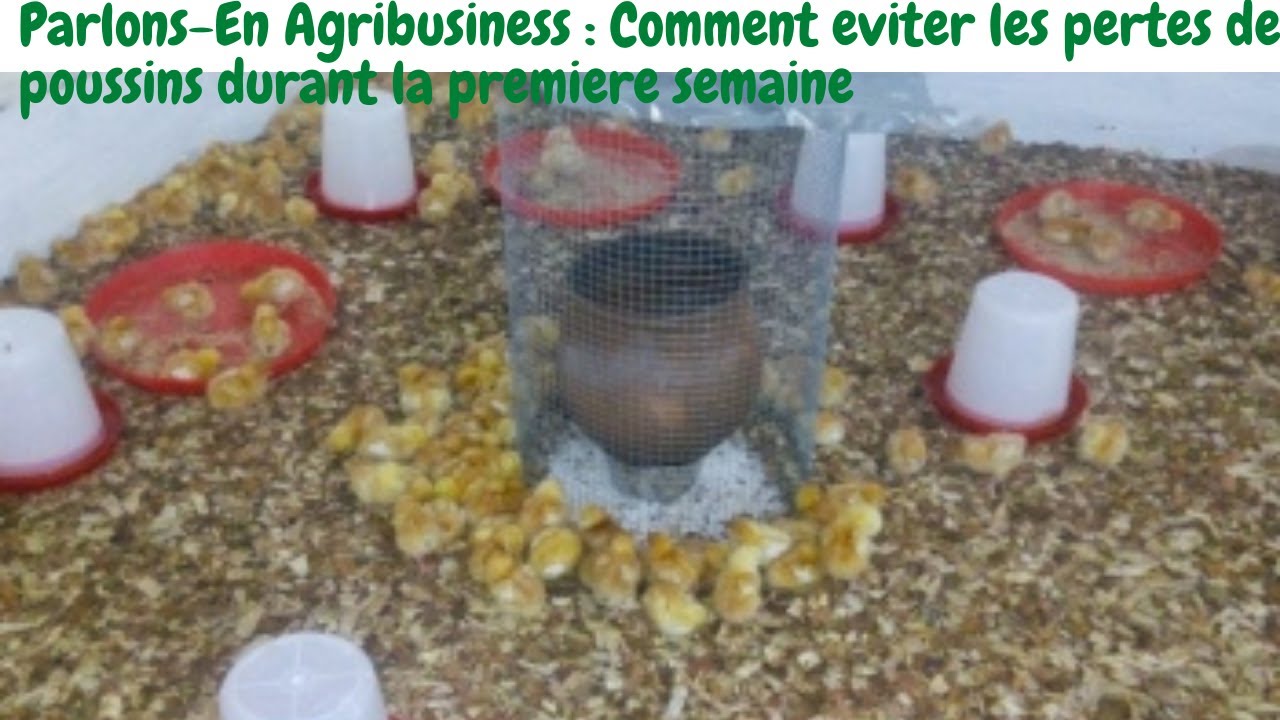 Comment éviter les pertes les poussins pendant les premières semaines, en élevage de poulet de chair