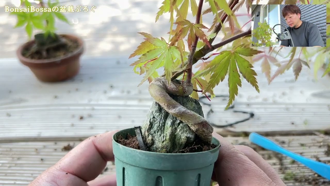 石付きの山もみじがどうなったのか確認してみる #盆栽 #bonsai
