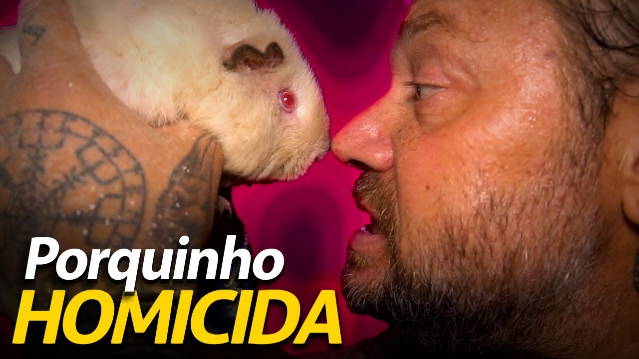 SEPARAMOS OS PORQUINHOS DA ÍNDIA QUE QUASE SE MATAM! | A CASA DOS BICHOS