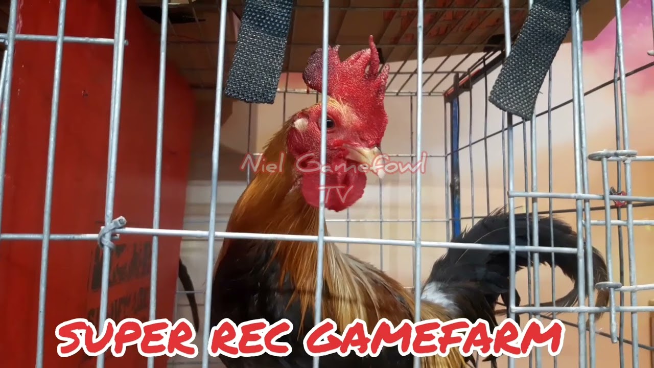 8th International Gamefowl Festival 2022 SUPER REC GAMEFARM