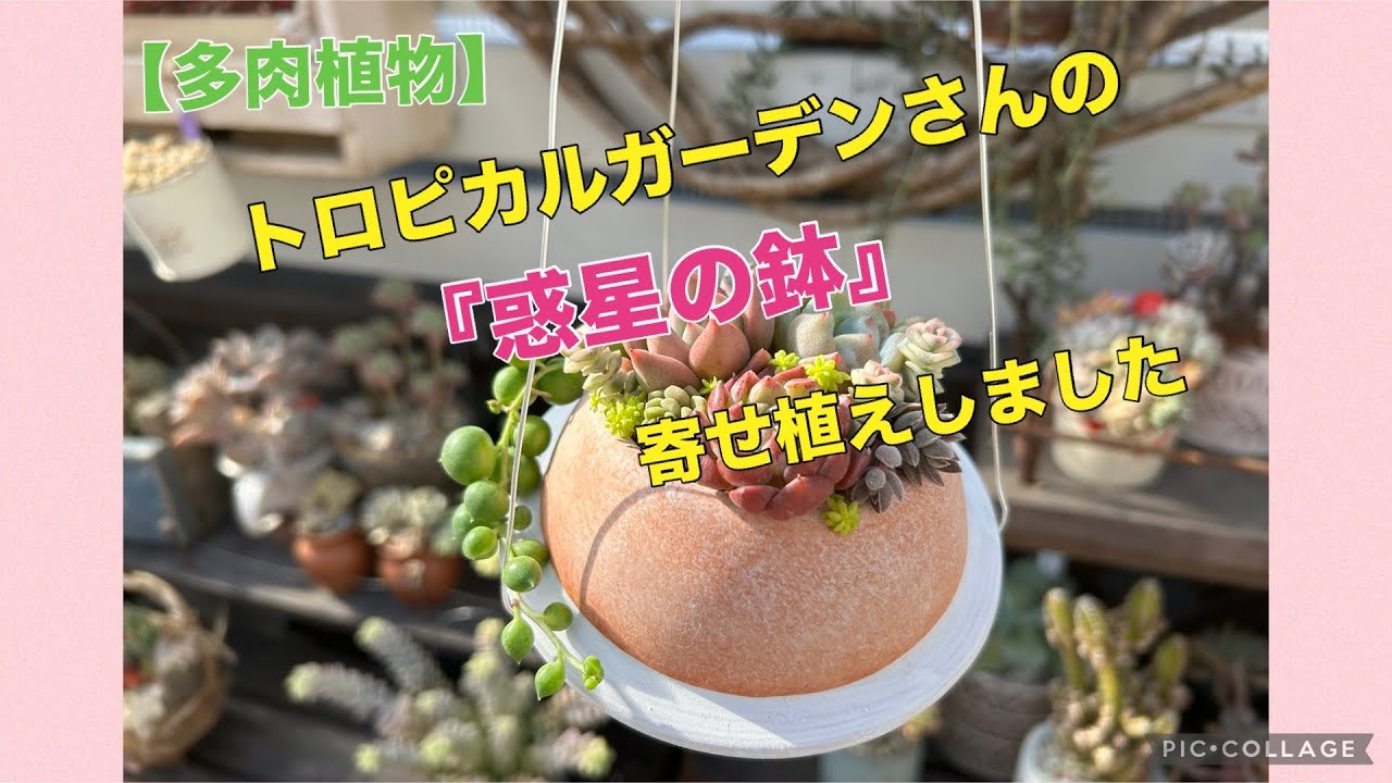 【多肉植物】トロピカルガーデンさんから購入した『惑星の鉢』のセット苗が多過ぎました♪　　2025.2.14