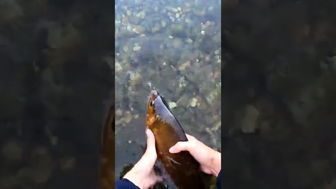 ЛЕЩ #angeln #fishing #рыбалка #p&ecirc;che #釣魚