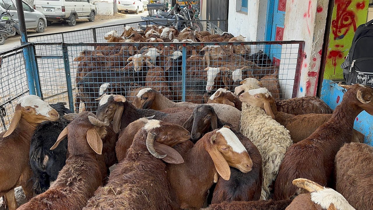 В MGS имеется большой запас продукции из Синдунура.