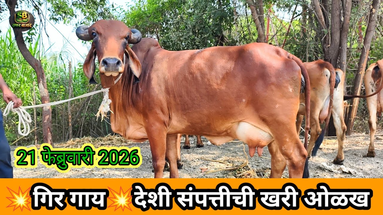 भारताची शान – गिर गाईची ताकद पाहून सगळे थक्क ,🔥💥😍😱