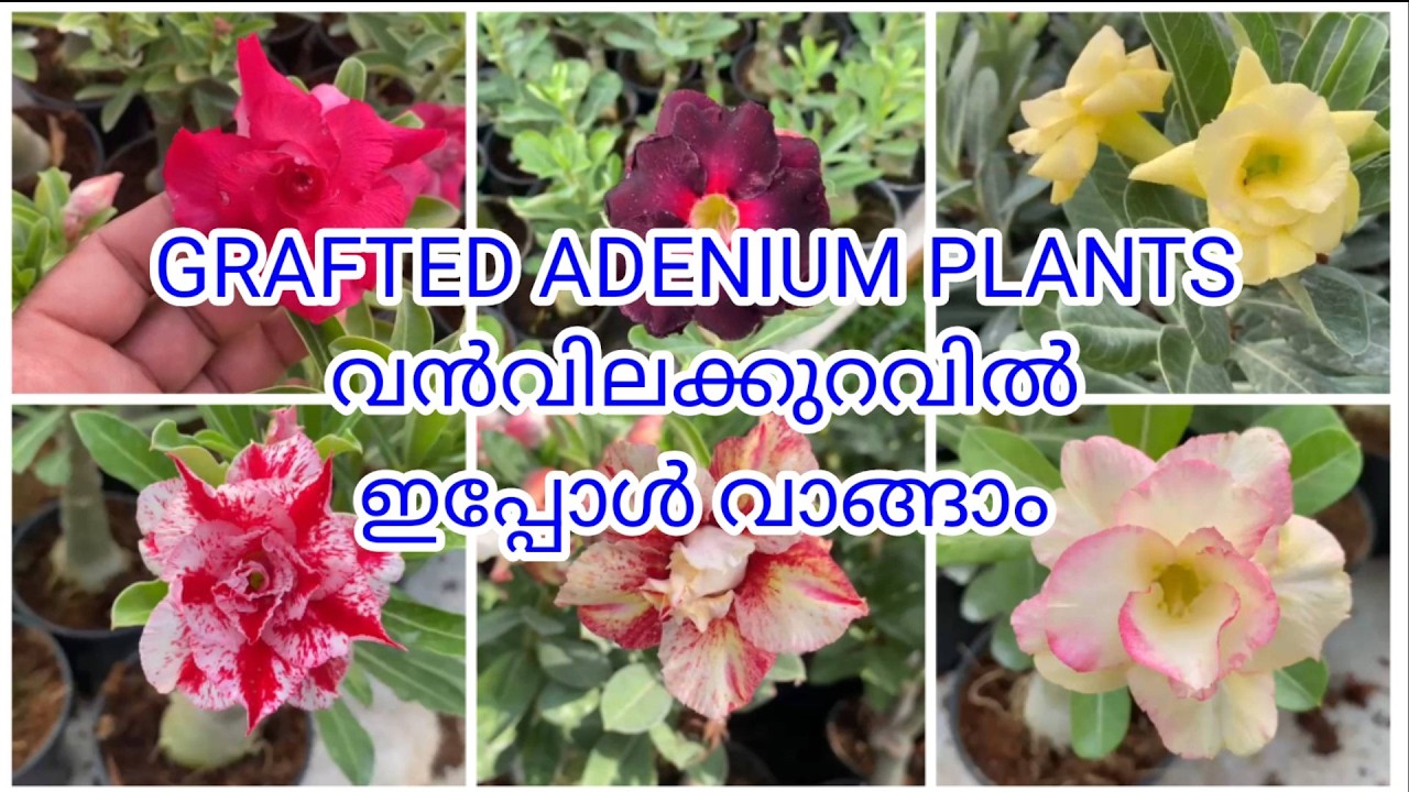 ADENIUM/GRAFTED ADENIUM/COMBO OFFER/WHOLE SALE RATE/INDOOR PLANTS/ONLINE SALE #8848253462