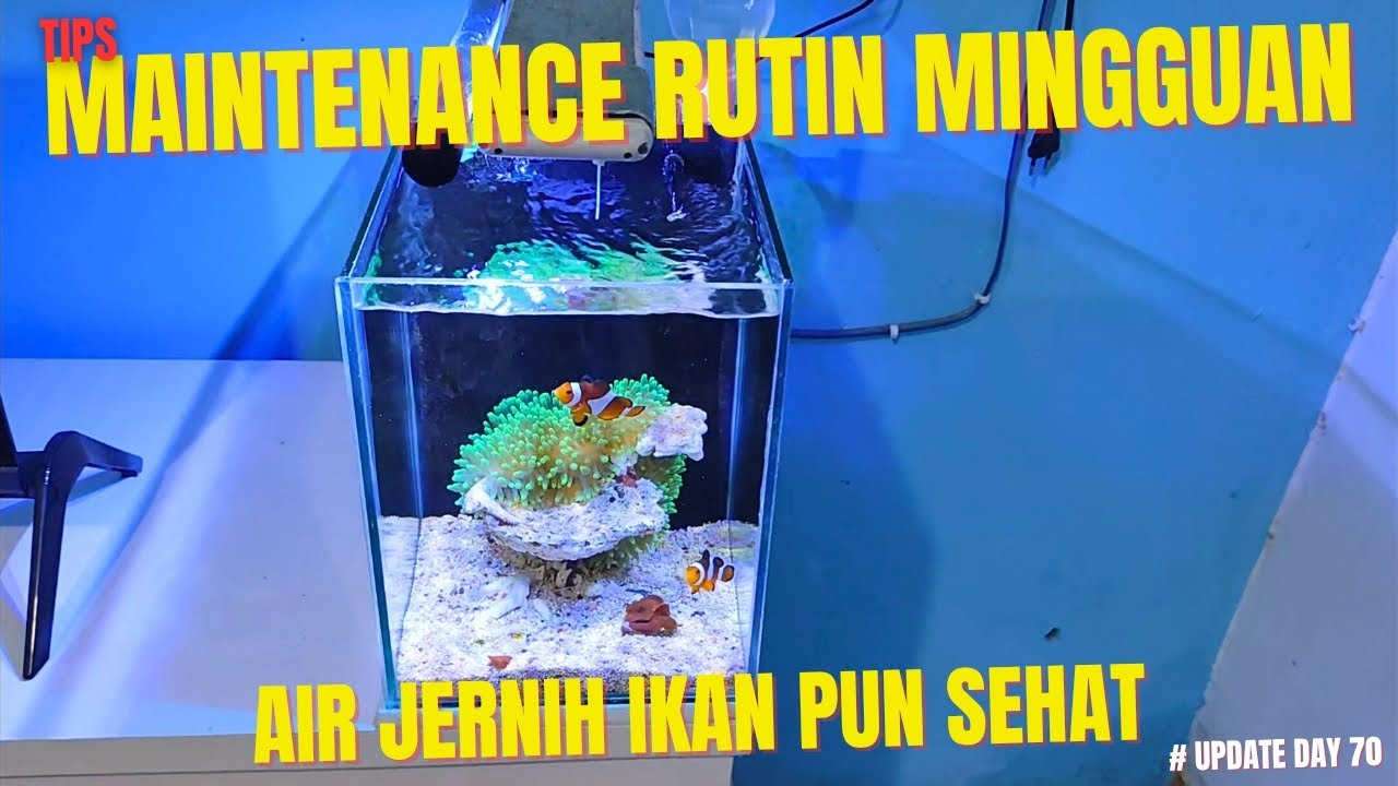 SOLUSI AGAR AIR DI AQUARIUM JERNIH, TIDAK BERWARNA DAN BAU AMIS SEHINGGA MEMBUAT BIOTA SEHAT !!