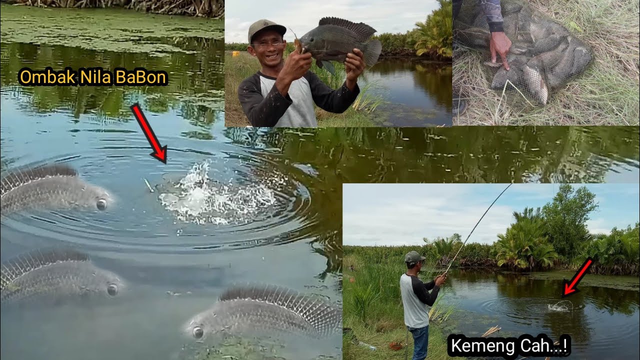 perdana mancing nila langsung strike babon || mancing nila