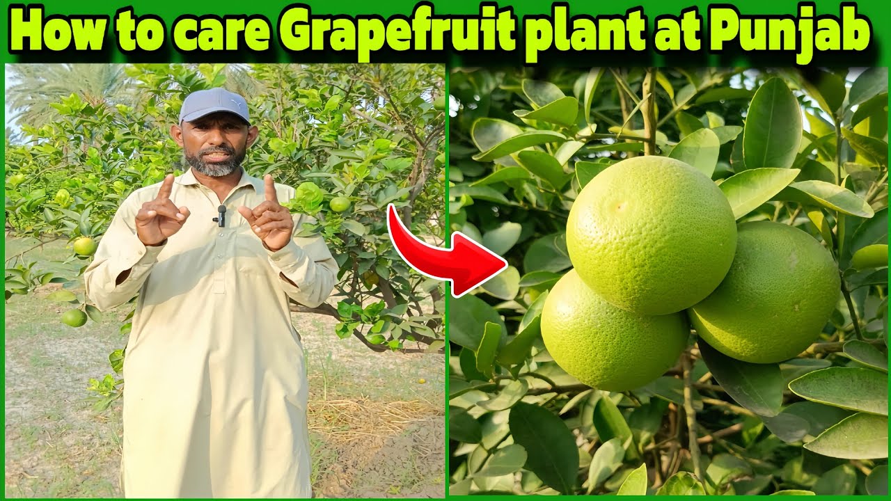 How to care Grapefruit plant at Punjab 🌱 most informative video 
