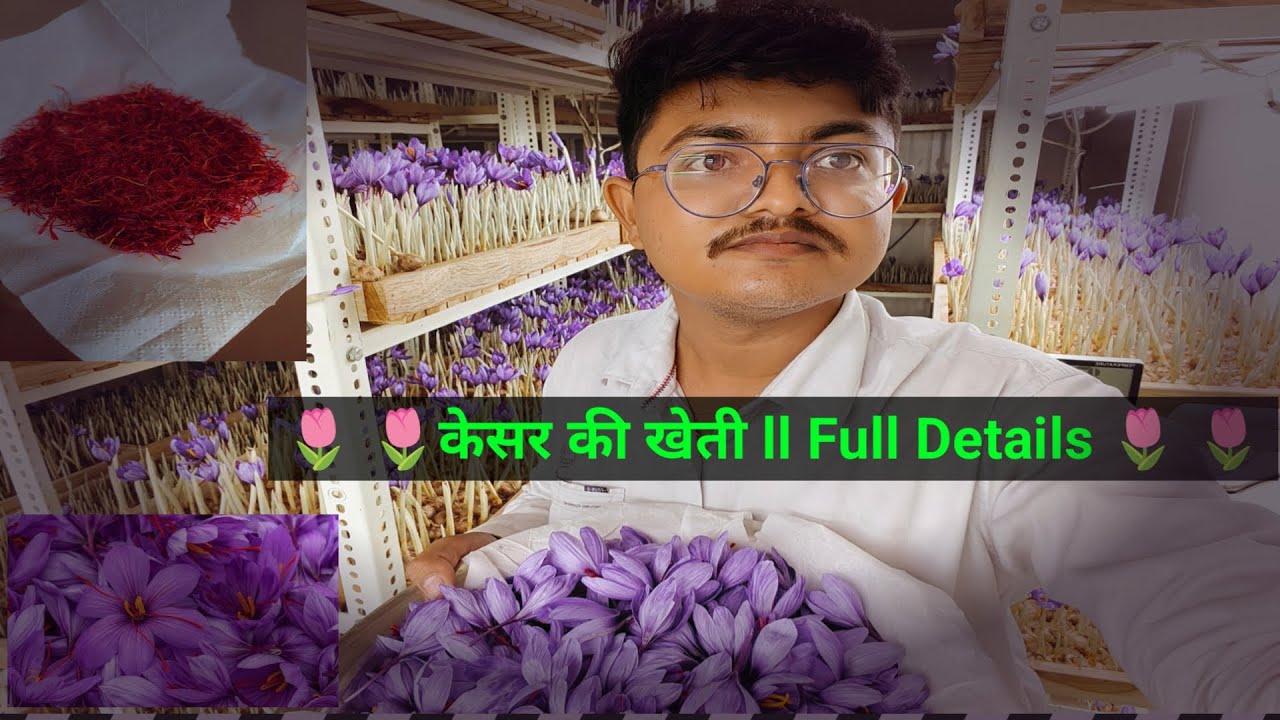 केसर फार्मिंग: पूर्ण जानकारी | Saffron Farming: Full Details