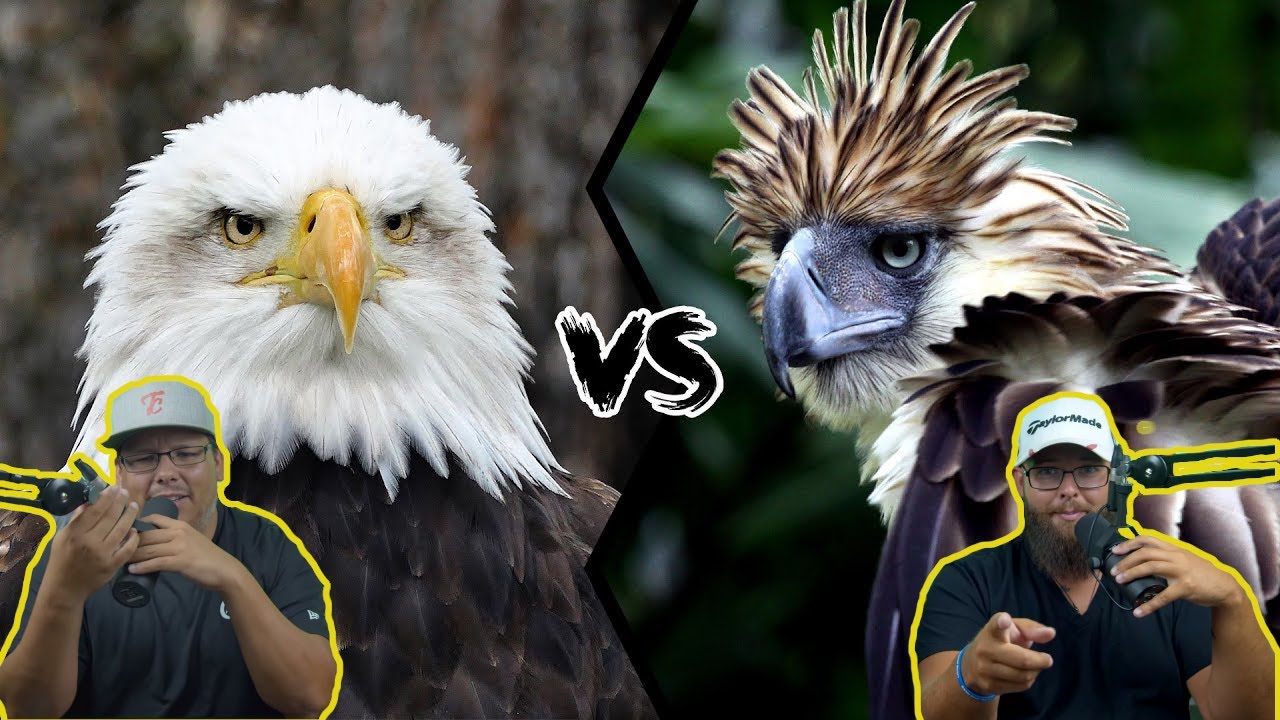 Americans React to Philippines Eagle vs. Bald Eagle
