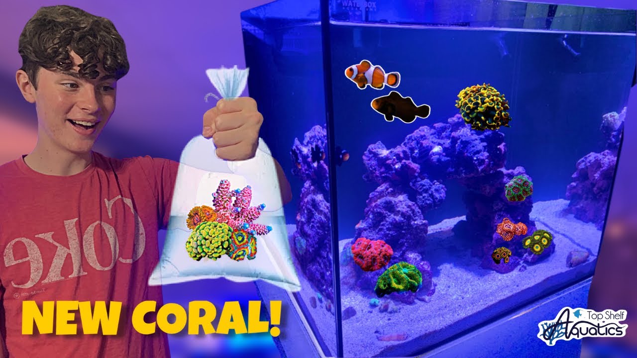 FINALLY BUYING CORAL for the 20G SALTWATER AQUARIUM!!! 🪸(Beginners Guide) #saltwateraquarium