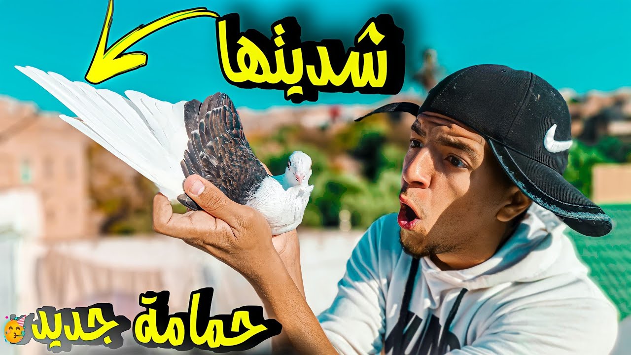 صيد الحمام 🕊️ شديت حمامة جديدة 😂 وليت طلقتها واش هربات ولا بقات 🤔