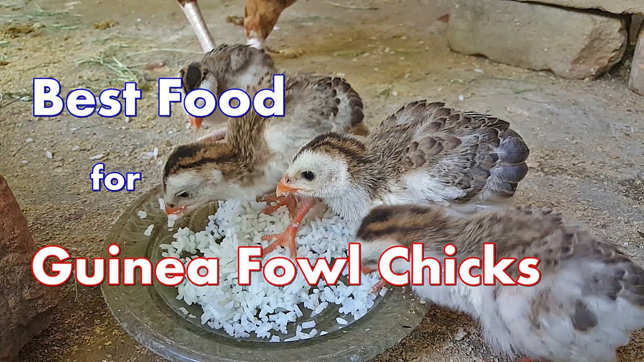 Best Food for Guinea Fowl Chicks | Guinea Fowl Chicks Care