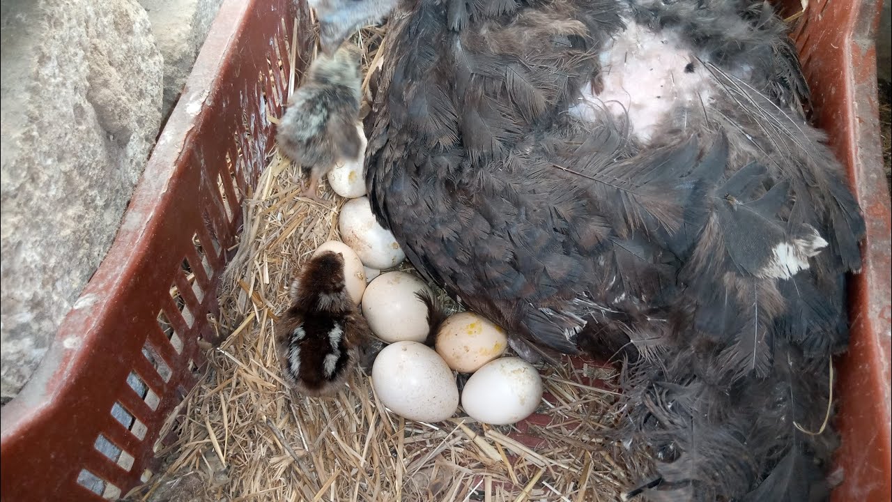 اخيرا فقس البيض اللي تحت الرومي