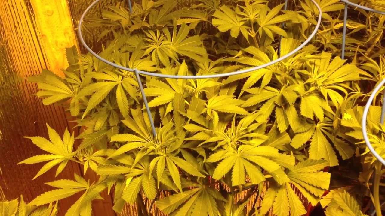 Grow update, Day 2 Flower
