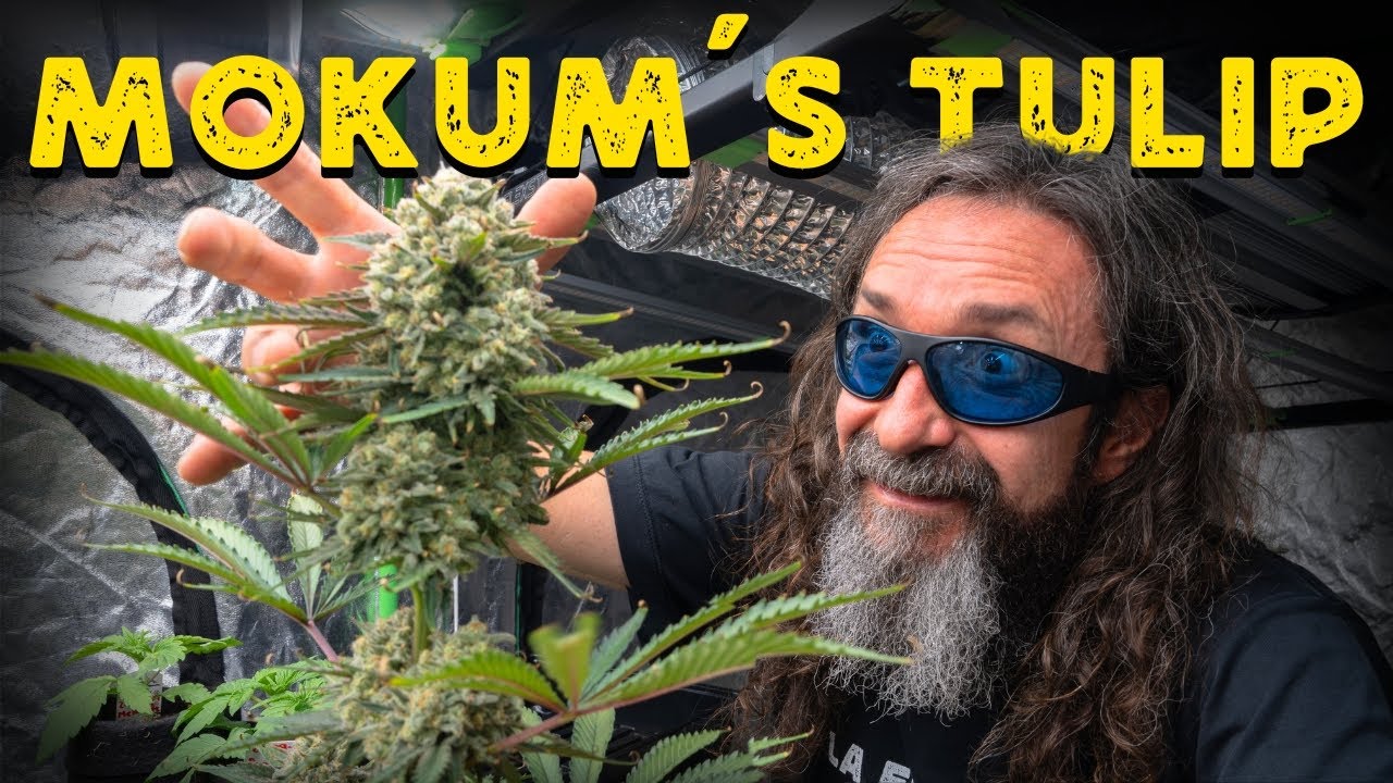 MOKUM&acute;S TULIP (Gelato X Sherbet) -  DUTCH PASSION | Cogollos  Duros Como Una Roca.