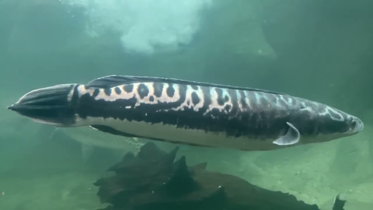 Bucketlist Fish (Available in Thai rivers, lakes or parks)