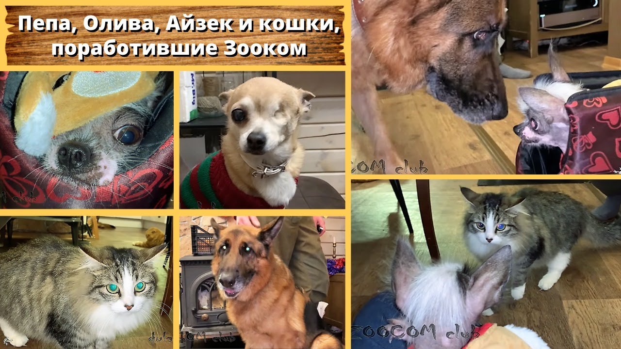 Пепа, Олива, Айзек и кошки, поработившие Зооком