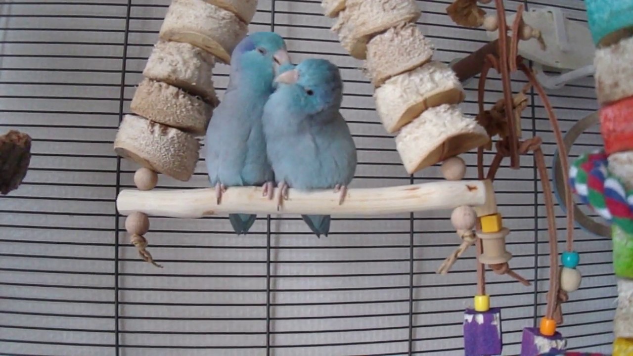 Perruches moineau,toui celeste,pacific parrotlets,forpus coelestis