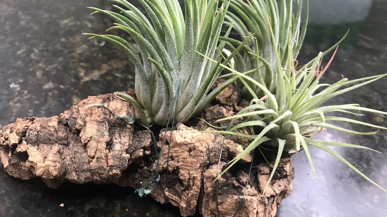 How to Mount Air Plants (Tillandsias) on Cork