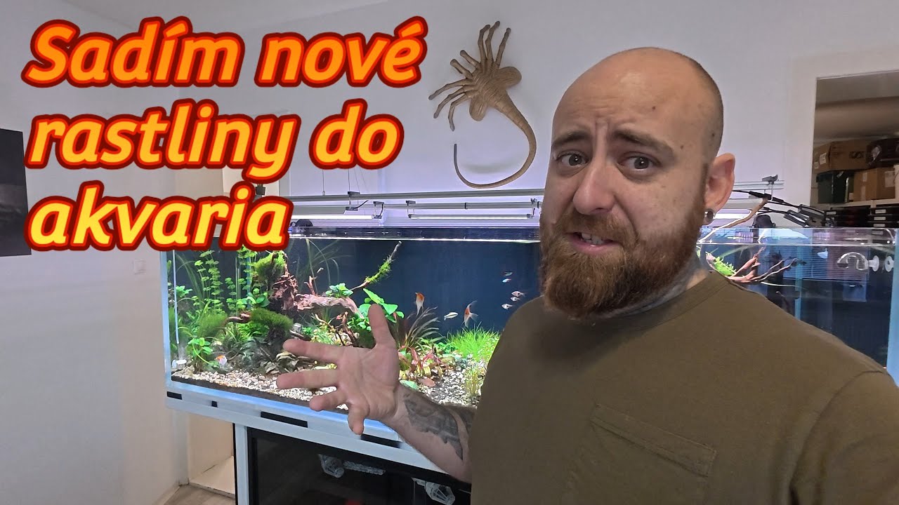 Nové rastliny do akvaria 💧 skúsim uvidím 😁🍀🌿🪻🌱 #akvarium