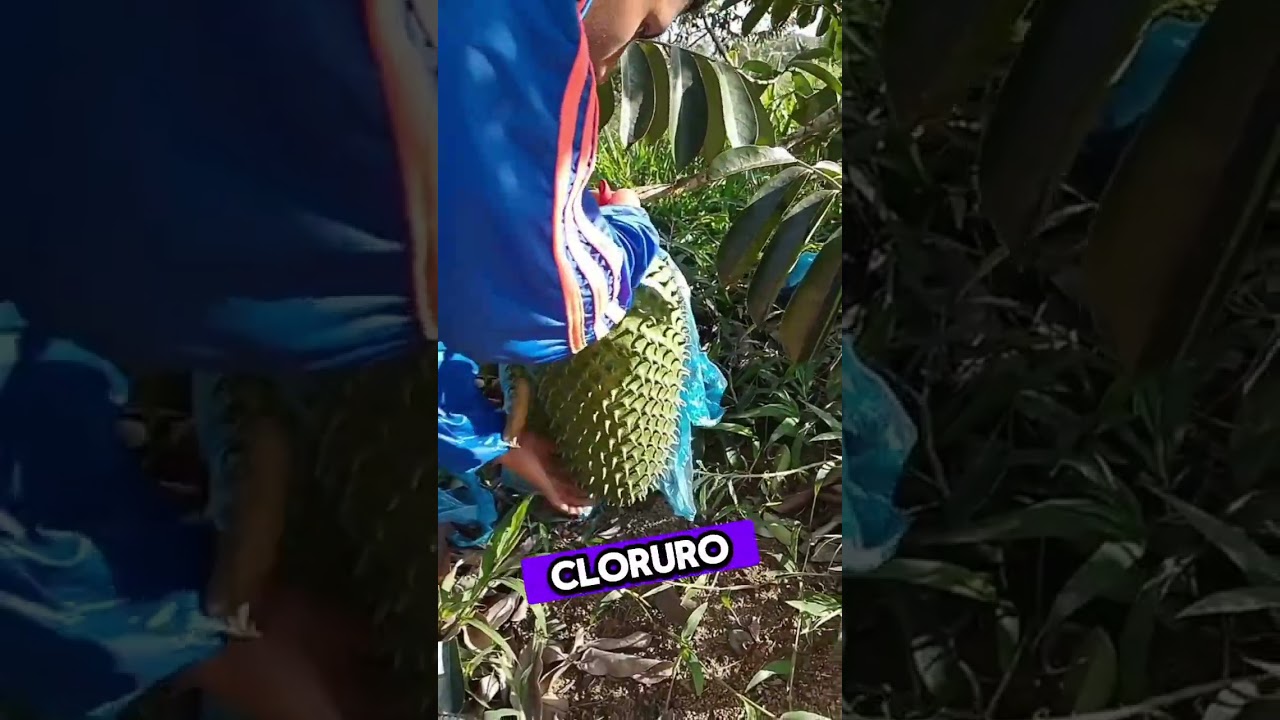 Que debo abono usar en la guanabana? #guanabana #cultivo #abono #agricola #organic #agro #fertilizer