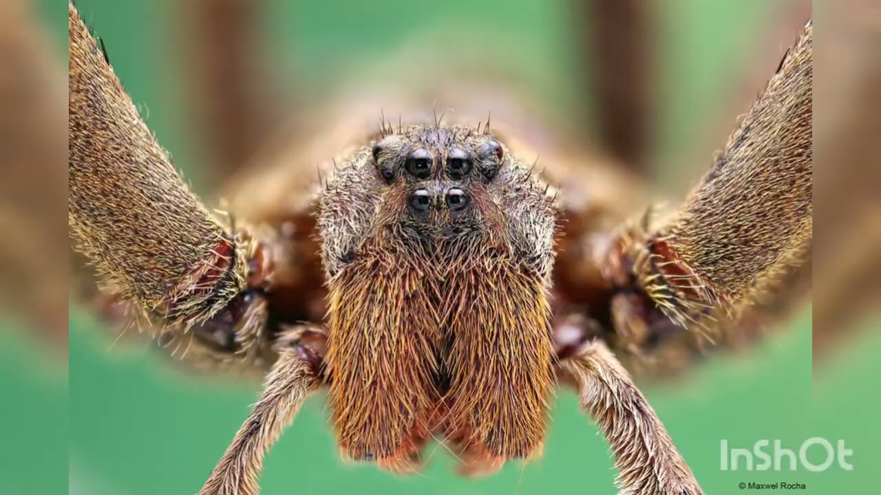 7 Curiosidades sobre a Aranha-Armadeira (14+)