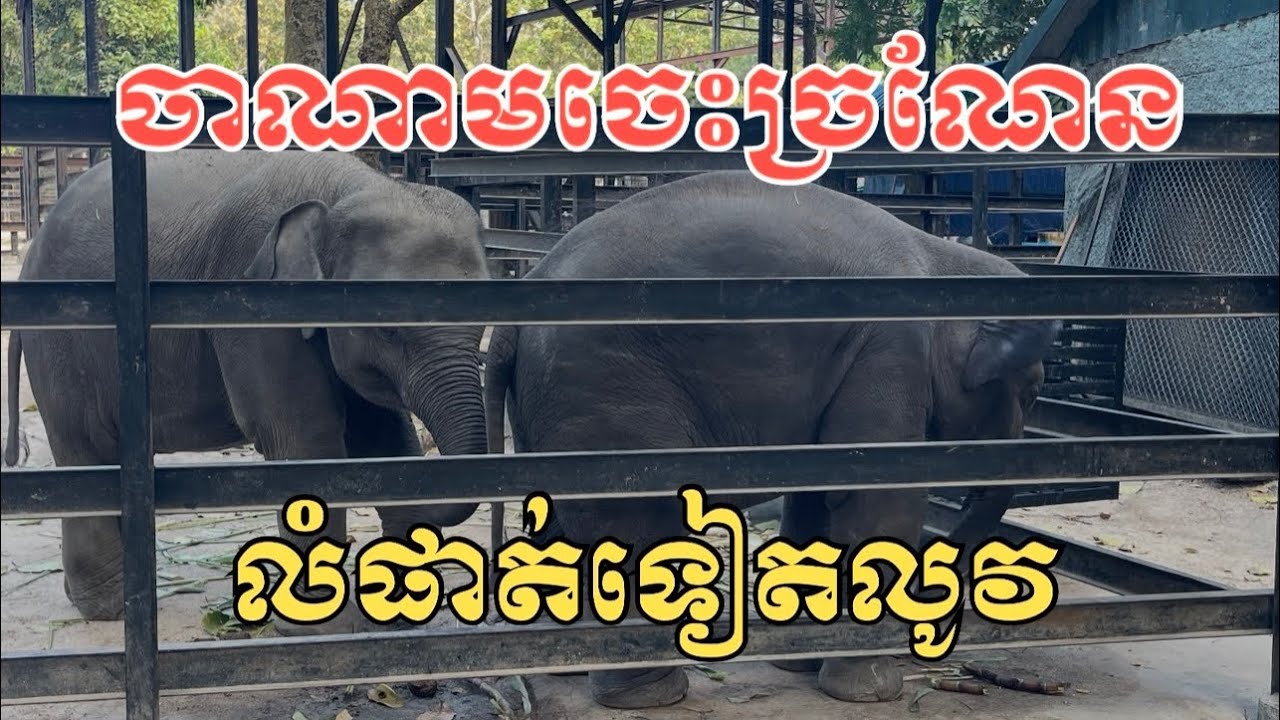 ចាណាមច្រណែនខ្លាចលំផាត់យកប៉ាៗគេ🤣ឆ្លាត់ណាស់#លំផាត់#ចាណាម#Sorngcountryside