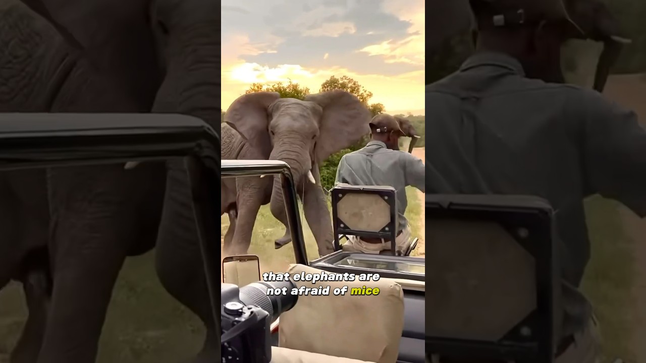 Why are elephants afraid of mice? #shortvideo #shorts #elephant #mouse