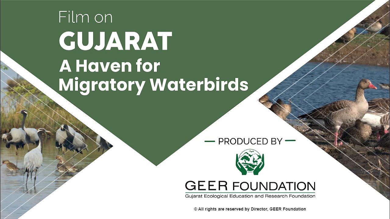 Gujarat – A Haven for Migratory Water Birds.