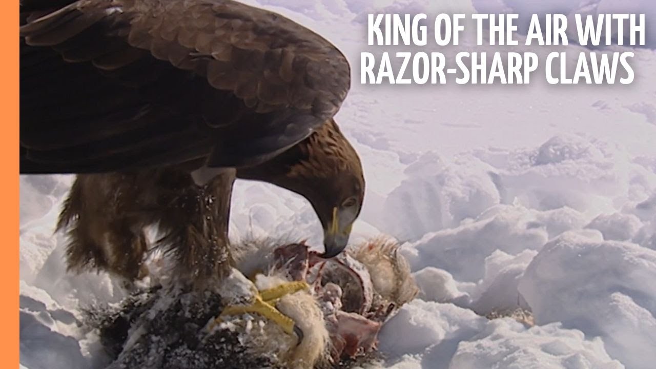 The Golden Eagle - King of the air with razor-sharp claws | Full Documentary