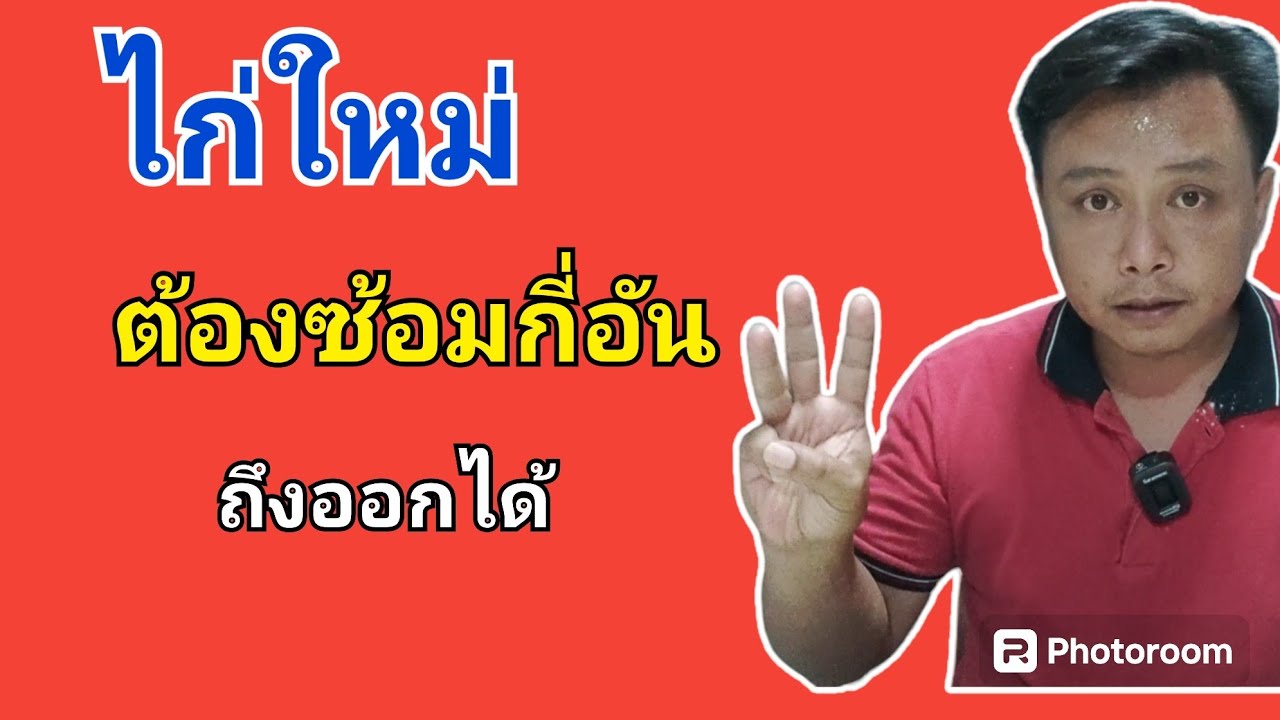 ไก่ใหม่ต้องซ้อมกี่อันถึงออกได้