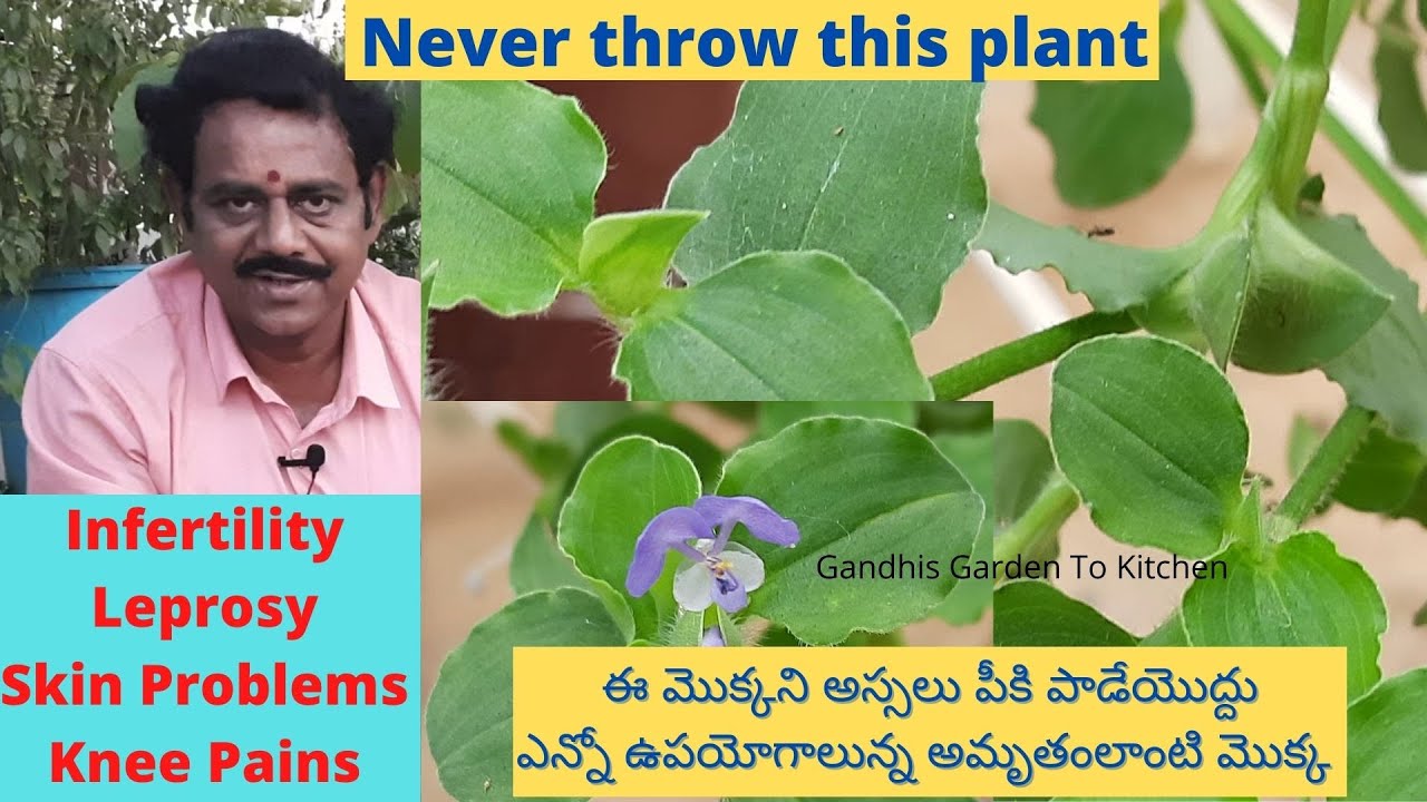 Never throw this plant | ఈ మొక్కని అస్సలు పీకి పాడేయొద్దు | Vennadevi kura, Amruthakada