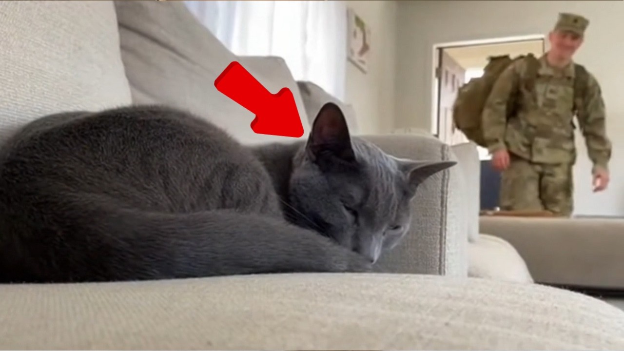 😊 😊 😊 Soldier Dads Come Home After Months. Cats Go Crazy! #cat